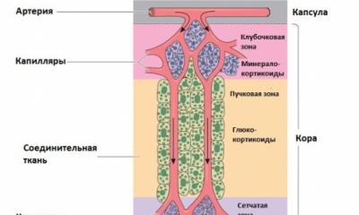 Надпочечники: их строение, топография, кровоснабжение, иннервация, гормоны, гипо-, гиперфункция Кровоснабжение надпочечников анатомия